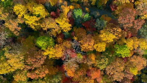 Aerial straight down view of bright autumn colored forest Stock Footage 255847014