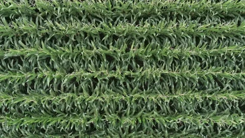 Aerial straight down view of corn crop Stock Footage 157740021