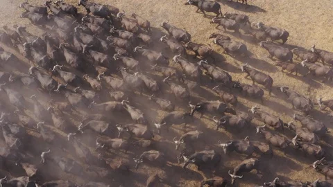 Aerial straight down view of a large herd of Cape buffalo Video stock 118288129
