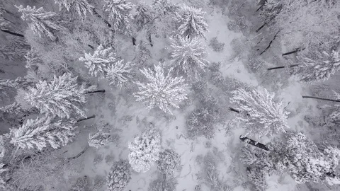 Aerial straight down view over snow covered trees,  drone shot Video stock 103339739