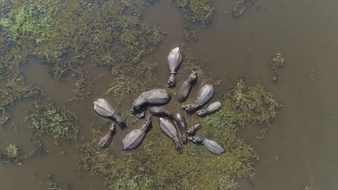 Aerial straight down view of a pod of hippopotamus wallowing in a river Stock-Footage 118265655