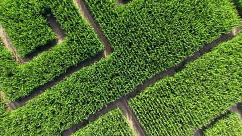 Aerial straight flight over corn maze patterns Stock Footage 341389079