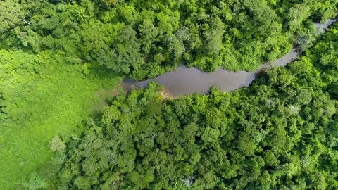 Aerial of stream between the green forest 스톡 동영상 79750133