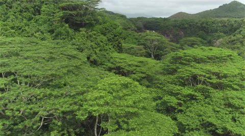 AERIAL: Stunning jungle waterfall inside big majestic primeval rainforest Stock Footage 64745853