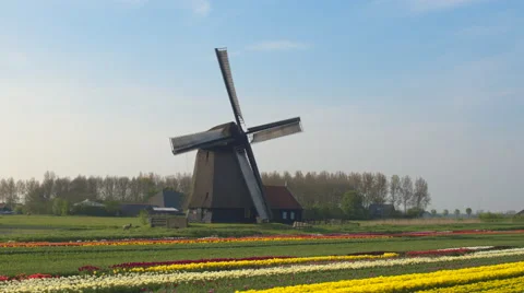 AERIAL: Stunning traditional windmill and field of tulips at keukenhof gardens Stock Footage