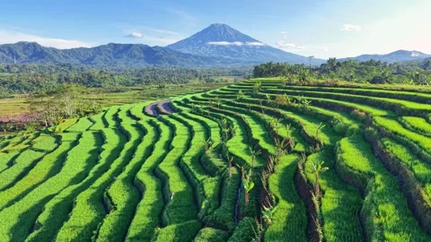 Aerial-style view of vibrant rice terraces and distant mountain. Stock Footage 336653374
