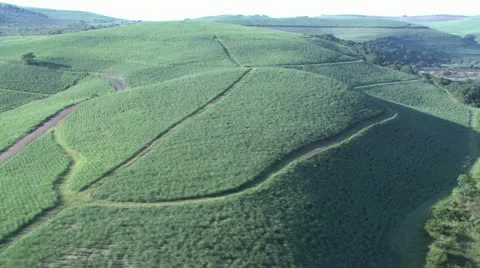 Aerial of sugarcane fields Stock Footage 11132407
