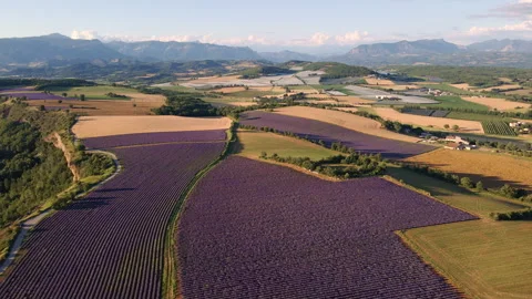 Aerial sumemr view of lavender fields in Provence at sunset. France Stock Footage 328030257