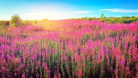 Aerial summer landscape with blooming fireweed flowers. Summer nature background Stock Footage