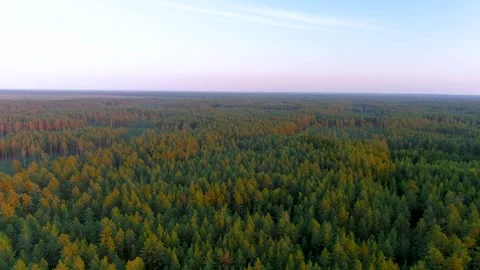Aerial summer sunset view of pine forest in Dzukija region. Lithuania. 스톡 동영상 289095485