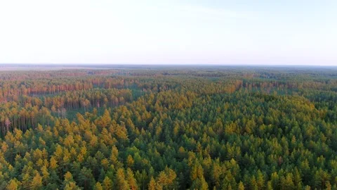 Aerial summer sunset view of pine forest in Dzukija region. Lithuania. Stockbeeldmateriaal 300861758