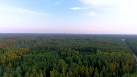 Aerial summer sunset view of pine forest in Dzukija region. Lithuania. Stockbeeldmateriaal 301413819