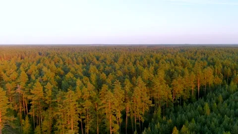 Aerial summer sunset view of pine forest in Dzukija region. Lithuania. Stockbeeldmateriaal 302042305