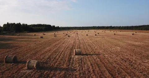 Aerial summer video of yellow grass field Stock Footage 157441087