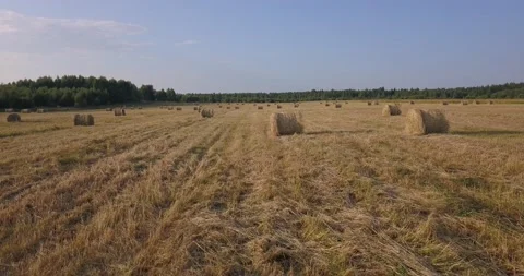 Aerial summer video of yellow grass field Stock Footage 157441099