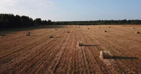 Aerial summer video of yellow grass field Stock Footage 157441108