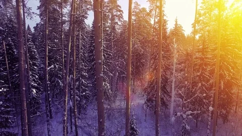 AERIAL Sun light winter warm sunset fly among pine snow tree forest beautiful Vidéo 72189975