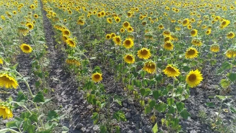 Aerial, Sunflower Fields By Day Stock Footage 83109006