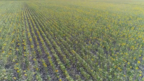 Aerial, Sunflower Fields By Day Stock Footage 83109275