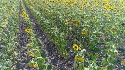 Aerial, Sunflower Fields By Day Stock Footage 83109517