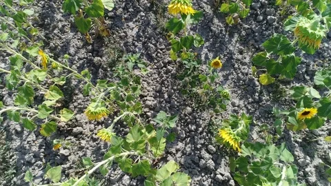 Aerial, Sunflower Fields By Day Stock Footage 83109700
