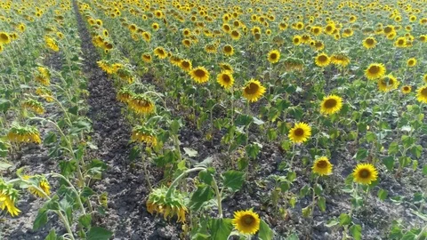 Aerial, Sunflower Fields By Day Stock Footage 83109747