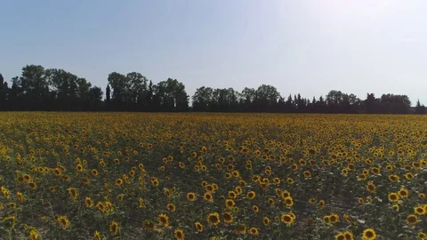 Aerial, Sunflower Fields By Day Stock Footage 83110445