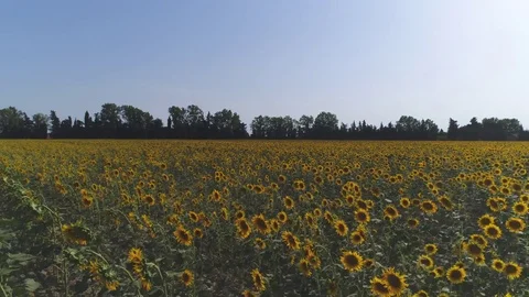 Aerial, Sunflower Fields By Day Stock Footage 83110522