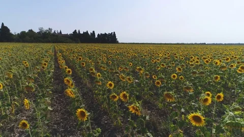 Aerial, Sunflower Fields By Day Stock Footage 83110554