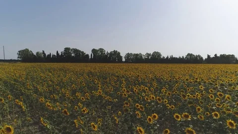 Aerial, Sunflower Fields By Day Stock Footage 83110612