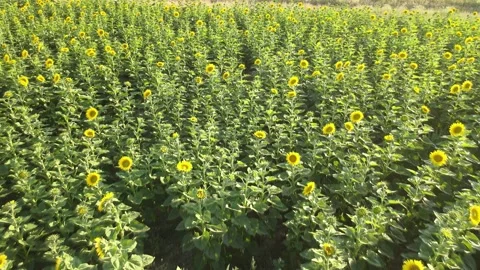Aerial sunflowers fields Vídeo Stock 240756400