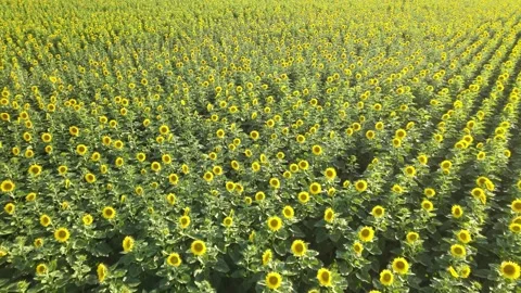 Aerial sunflowers fields Stock Footage 240756561