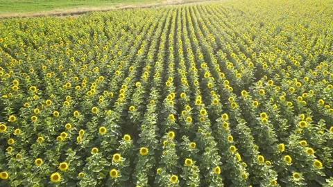 Aerial sunflowers fields Stock Footage 240756598