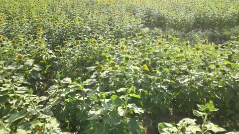 Aerial sunflowers fields Video stock 240756646