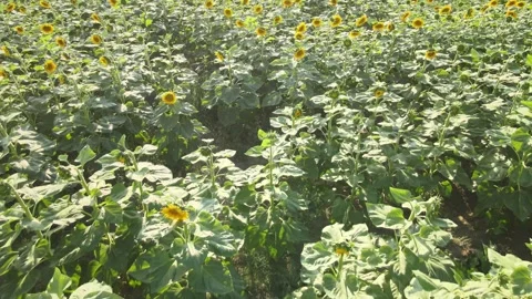 Aerial sunflowers fields Video stock 240756714