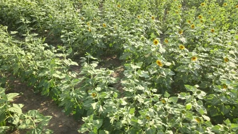 Aerial sunflowers fields Stock Footage 240757465