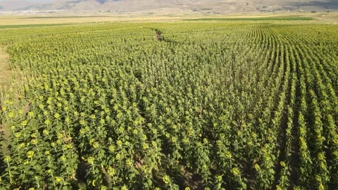 Aerial sunflowers fields Stock-Footage 248451368