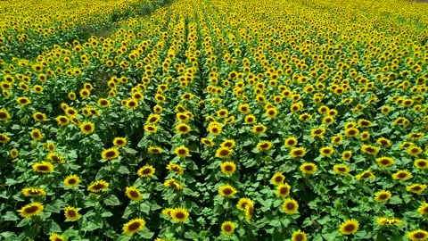 Aerial Sunflowers Stock Footage 340777723