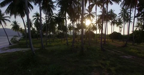 Aerial: Sunlight through the palm trees at sunset. Video stock 72285567