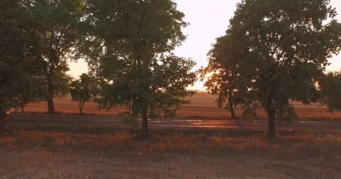 AERIAL: Sunlight through Trees in the Field at Sunset. Flight over the road. 스톡 동영상 53758842