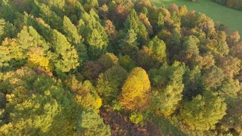 AERIAL: Sunlit mixed forest and countryside from above on a sunny autumn day Stock Footage 344908966