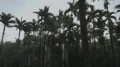 Aerial Sunrise Over Palm Tree Forest Sri Lanka Stock Footage 346756014
