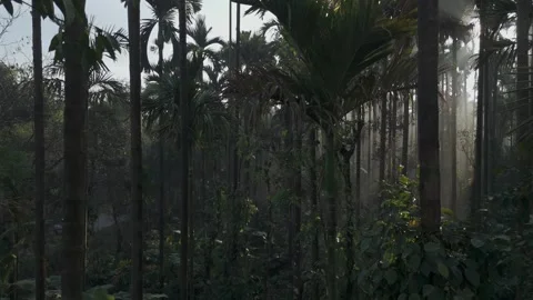 Aerial Sunrise Over Palm Tree Forest Sri Lanka Stock Footage 346756068