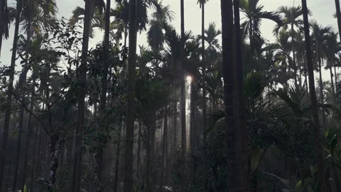 Aerial Sunrise Over Palm Tree Forest Sri Lanka Stock Footage 346756086