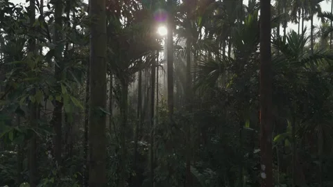 Aerial Sunrise Over Palm Tree Forest Sri Lanka Stock Footage 346756092