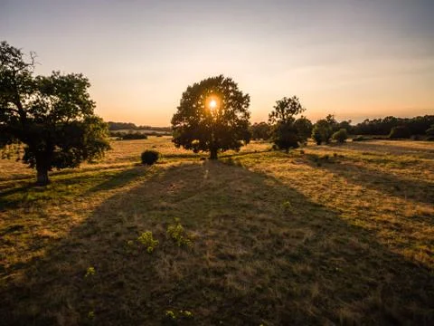 Aerial sunset behind tree Stock-Fotos
