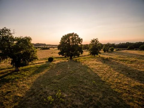 Aerial sunset behind tree Stock Photos