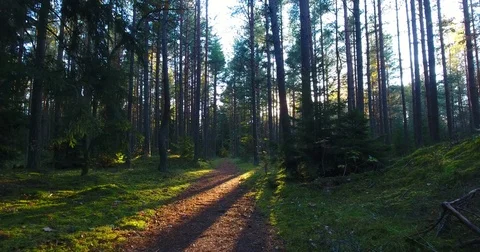 AERIAL: sunset breaking through pine forest trees. 스톡 동영상 81320676
