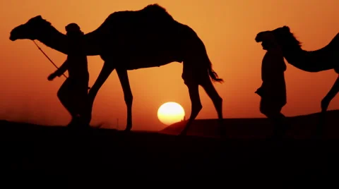Aerial sunset drone of camel train travelling across a Middle Eastern desert Vidéo 64865356