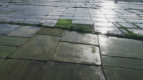 Aerial Sunset View Over Lush Green Rice Fields in Rural Landscape Vídeos de archivo 334016428